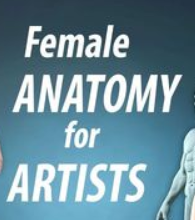 Female anatomy for artists Zbrush
