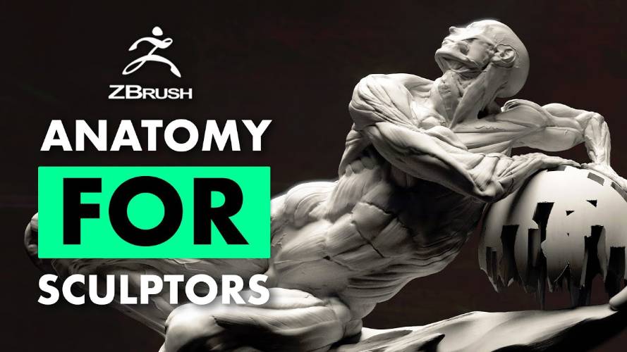 FlippedNormals – Fundamental Anatomy for Sculptors Free Download
