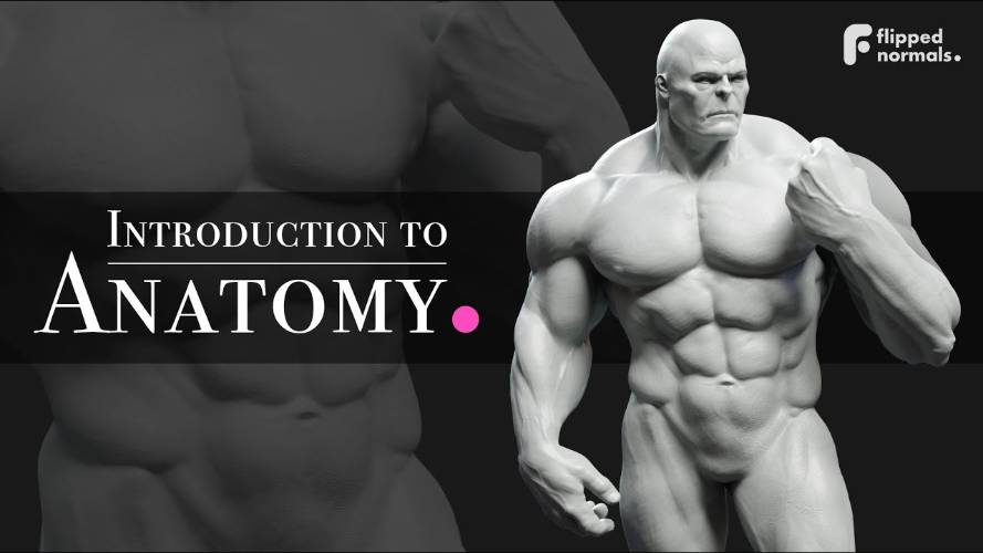 FlippedNormals – Introduction to Anatomy Free Download